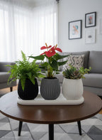3D Printed Fluted Succulent Planter Trio | Nordic Style PLA Pots with Drainage Tray